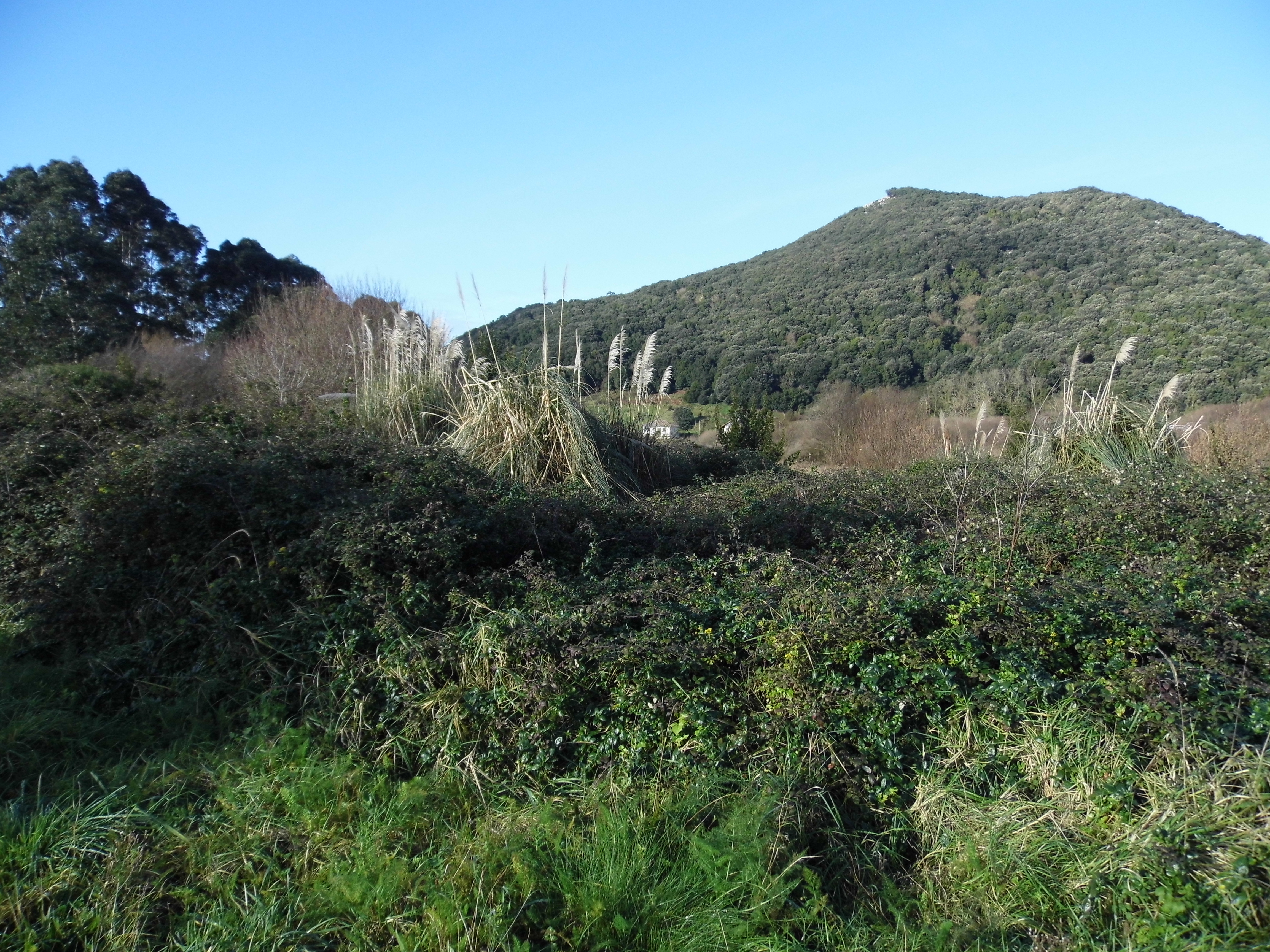 Proyecto para la eliminación de plumeros en Santoña (Cantabria)