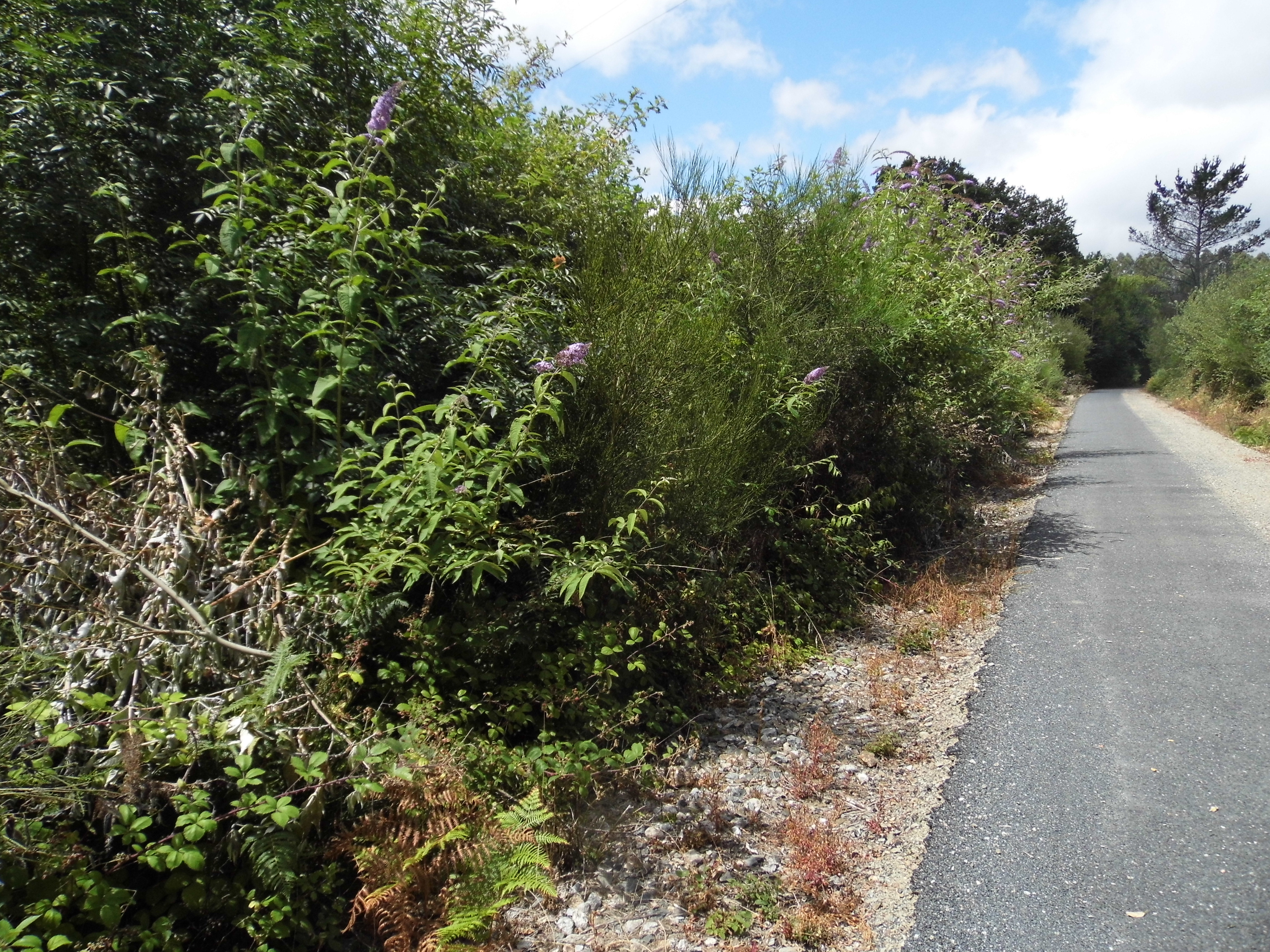 Plan de eliminación de especies invasoras de la Vía Verde Compostela-Tambre-Lengüelle